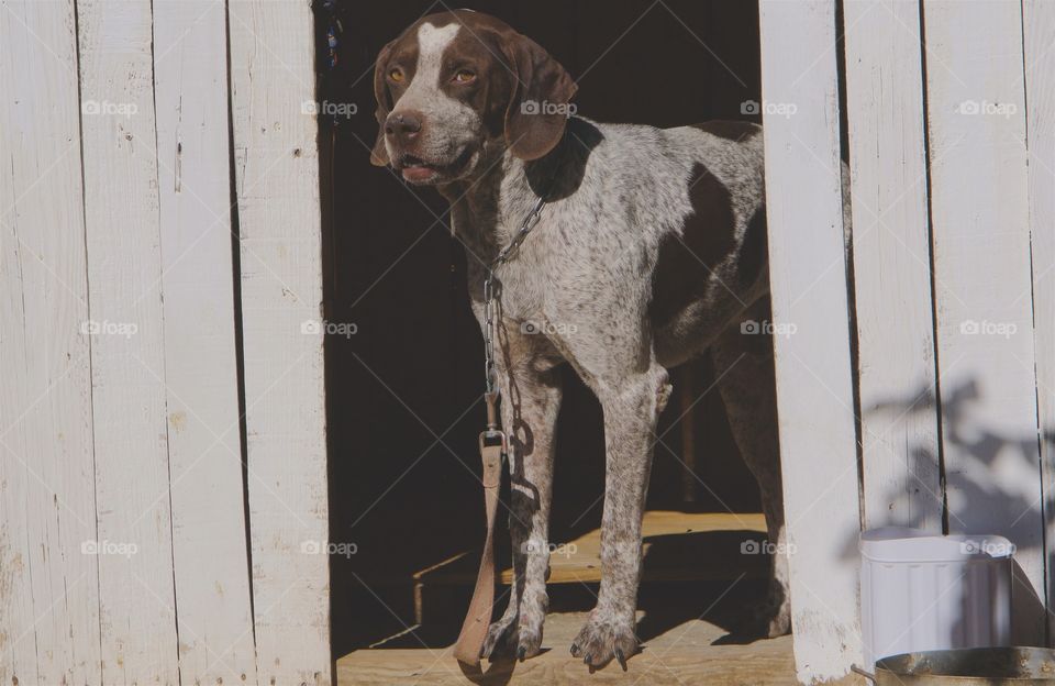 A dog standing in doorway of its wooden house near Essouira, Morocco, North Africa