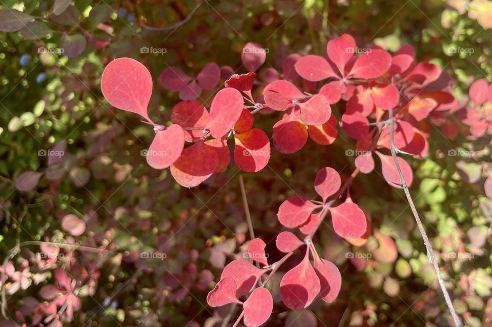 Wild berries leaves 