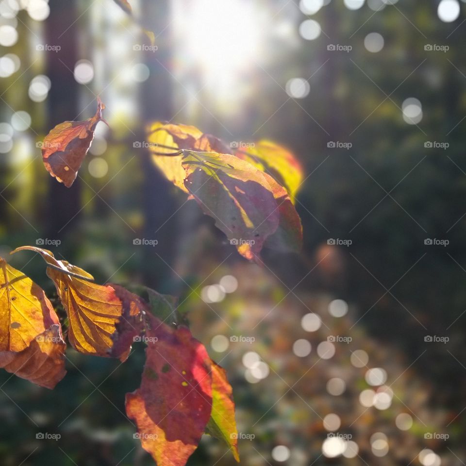 autumn colors in forest in afternoon sun with nice bokeh