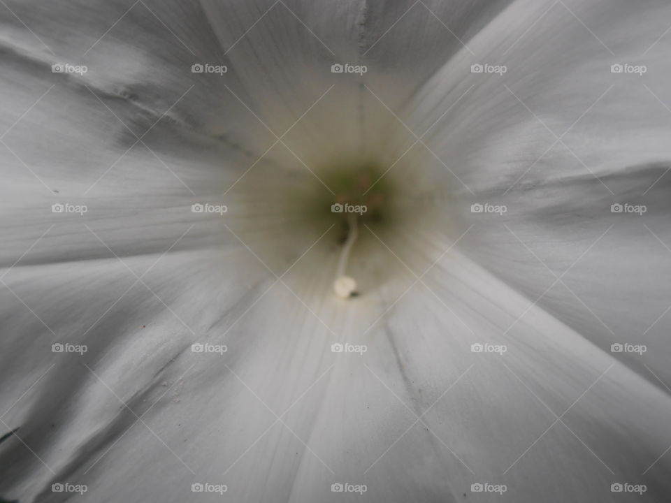 A White Bindweed Flower Up Close