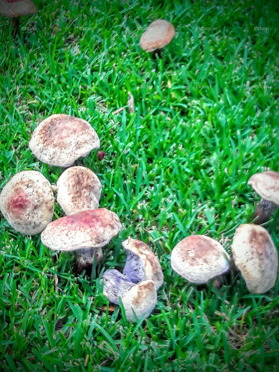 Mushrooms