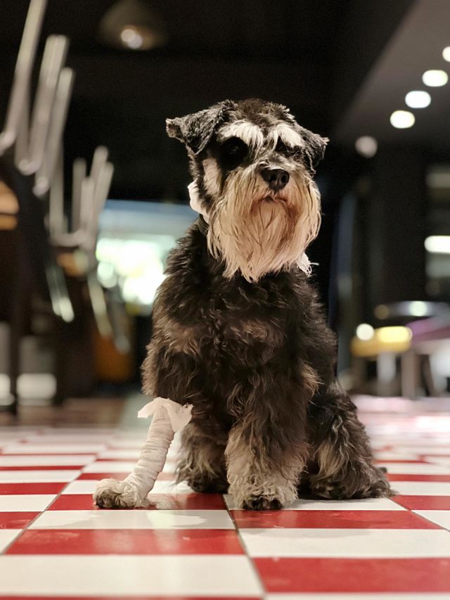 Ill dog