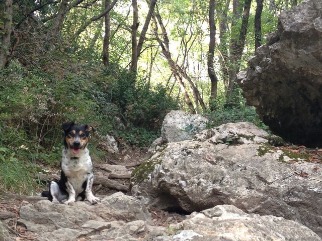 Forests rocks