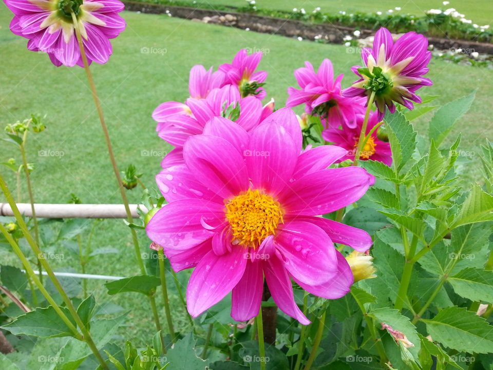 pink dahlia flowers in garden