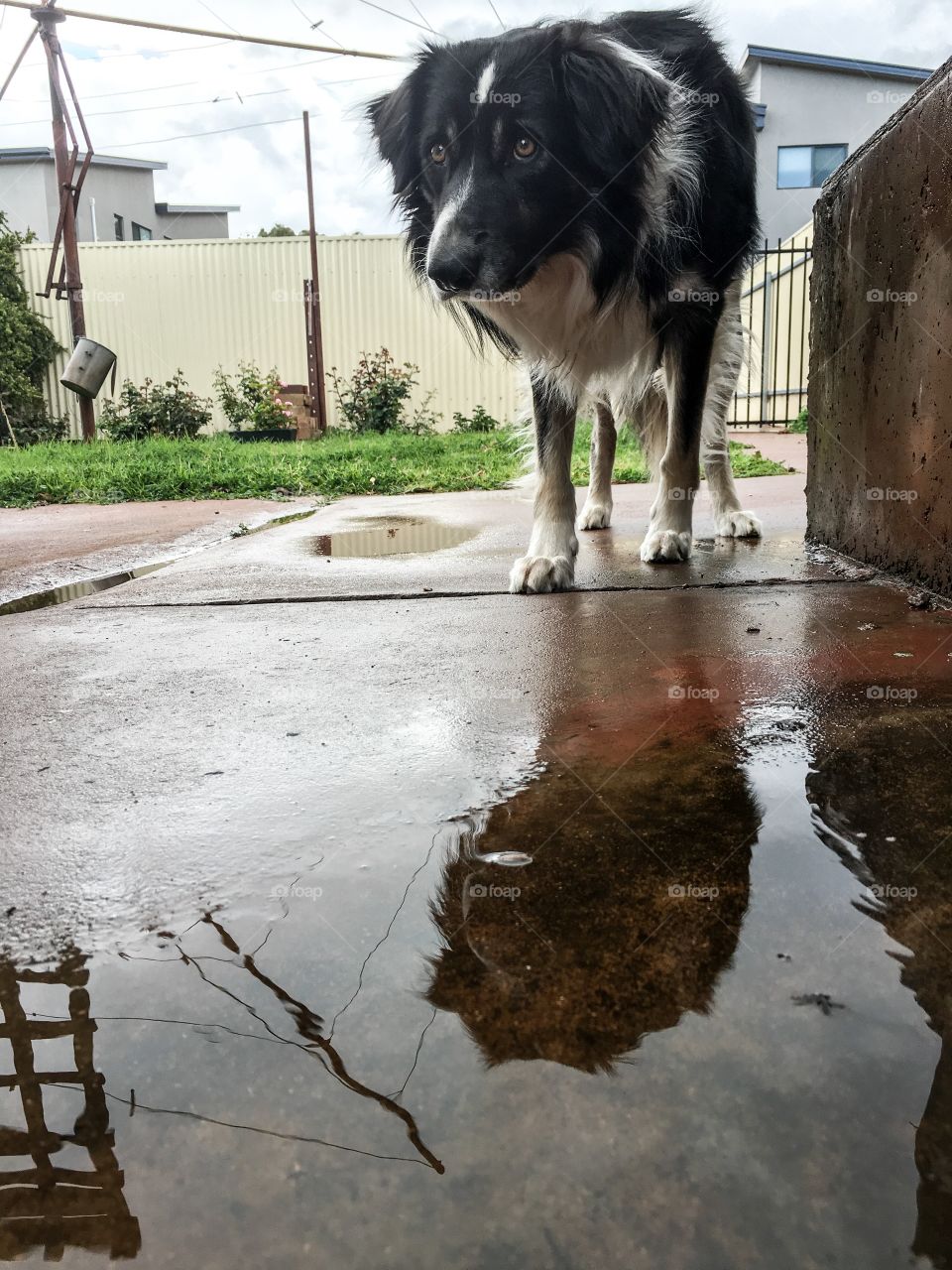 Border collie sheepdog seeing his reflection in puddle of rainwater and curious
