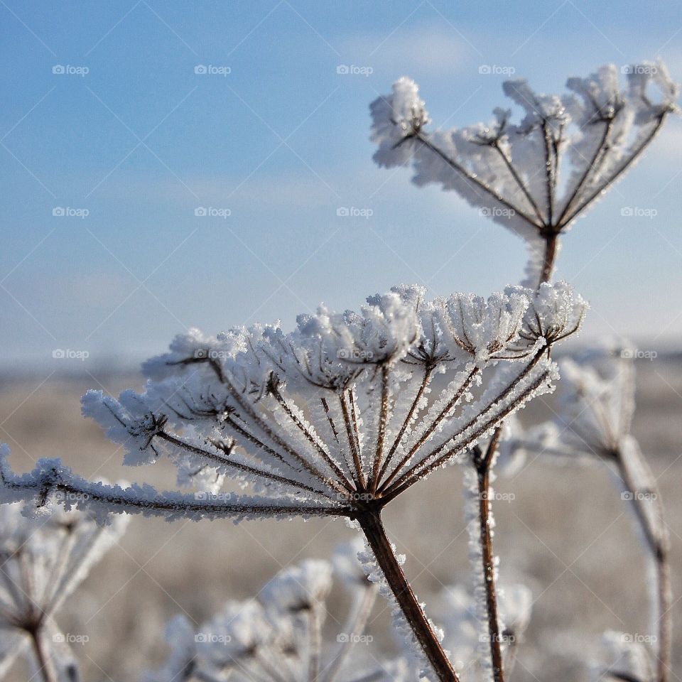 Crisp Winter morning
