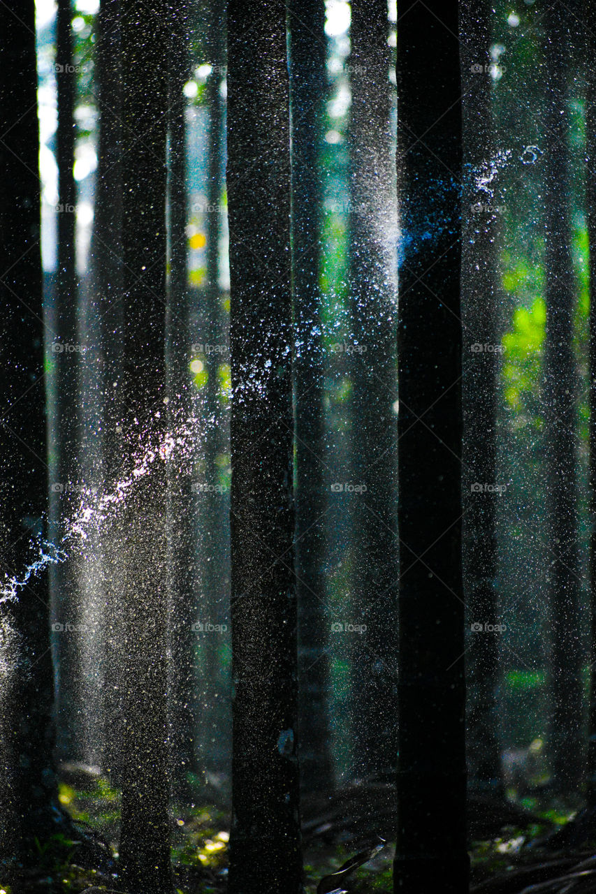 Water hitting to tree (Water sprinkle  to tree)