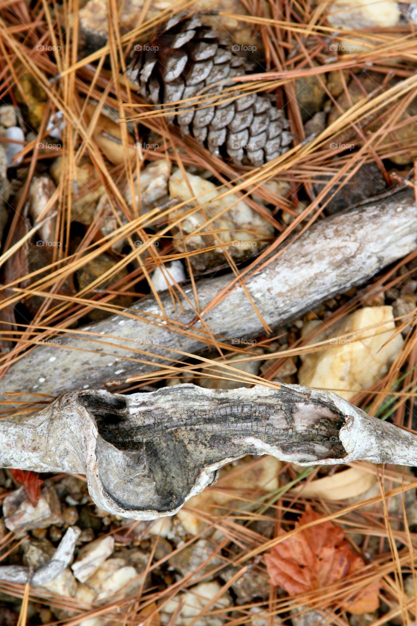 driftwood and leaves on ground.