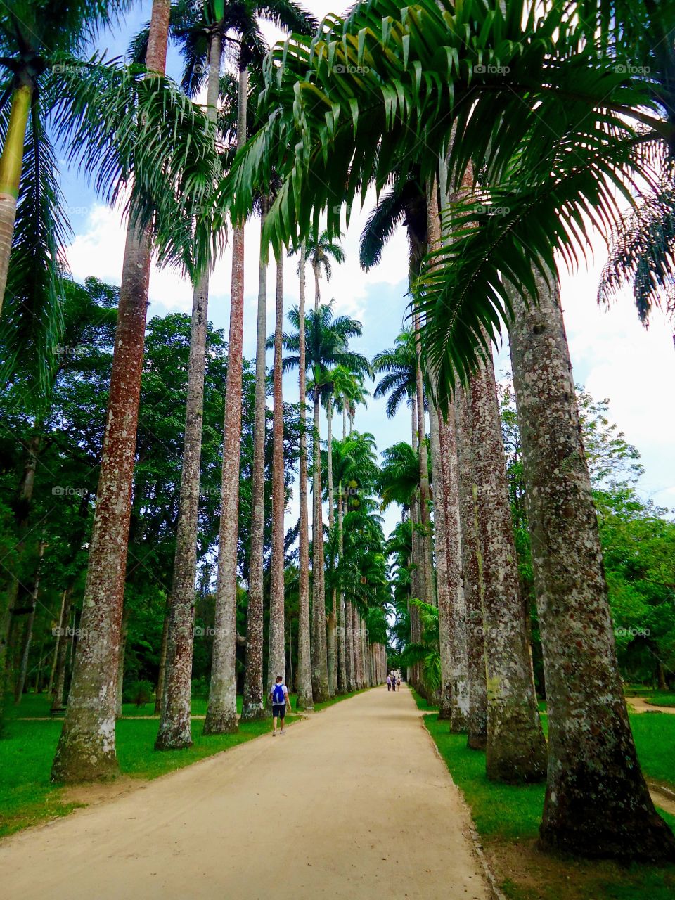 Imperial Palm Trees - Rio de Janeiro Botanical Garden