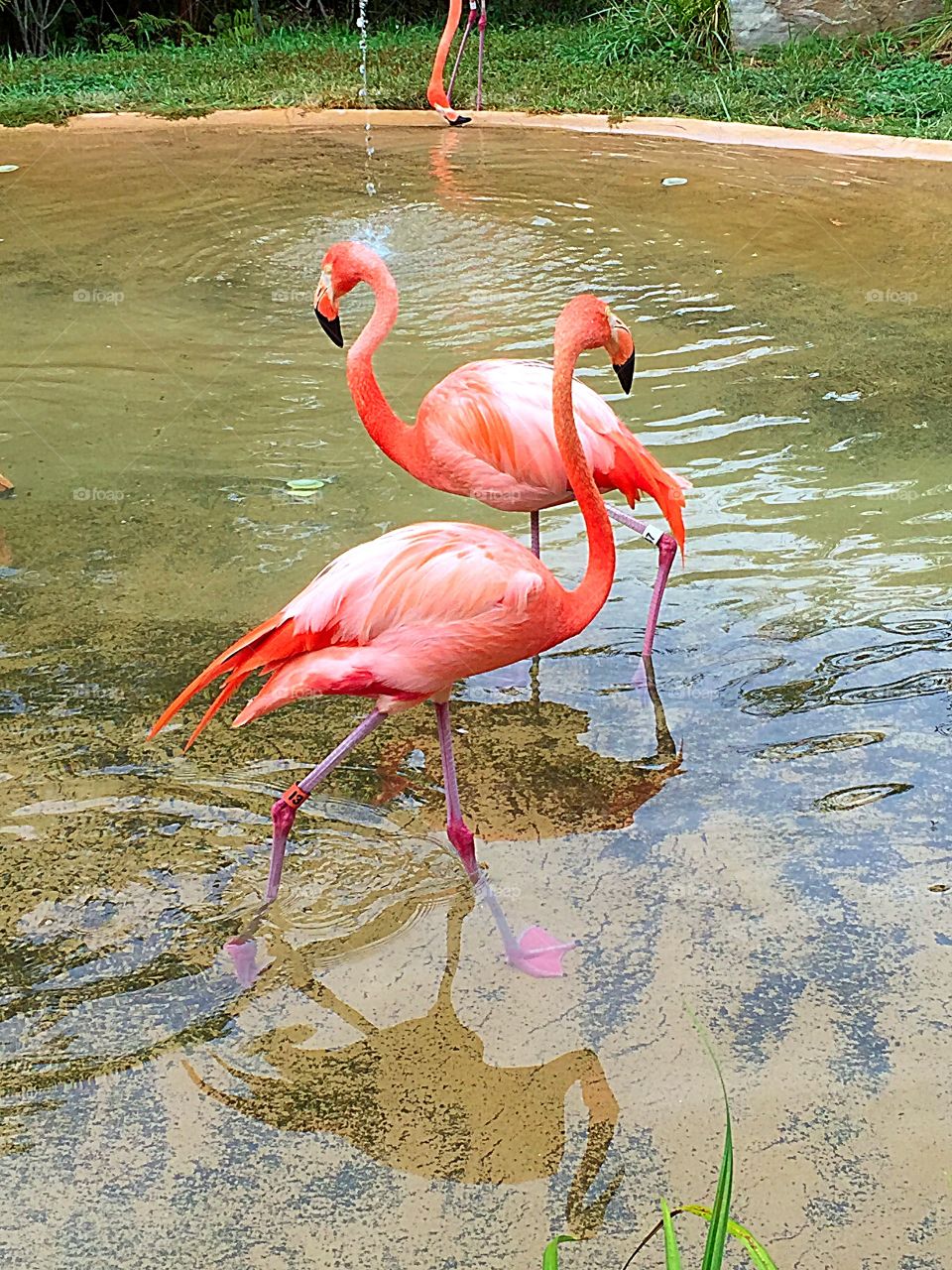 Flamingo Love