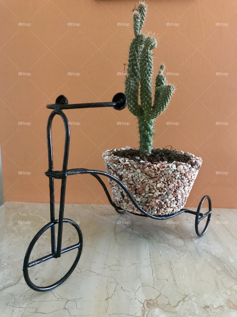 Paseando el cactus 