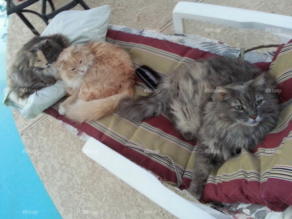 Cats relaxing by the pool