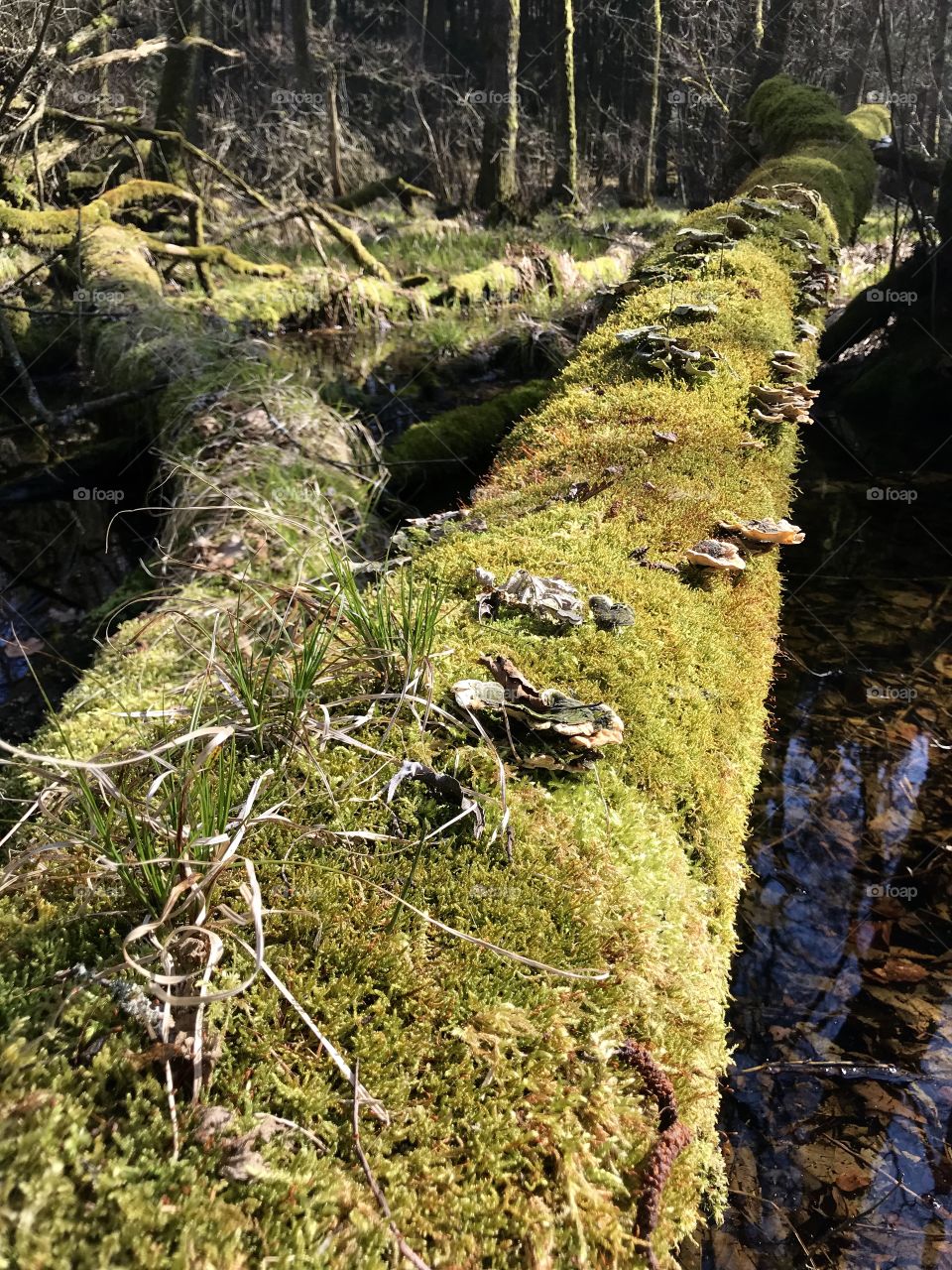 Swiss Forest Dägimoos 