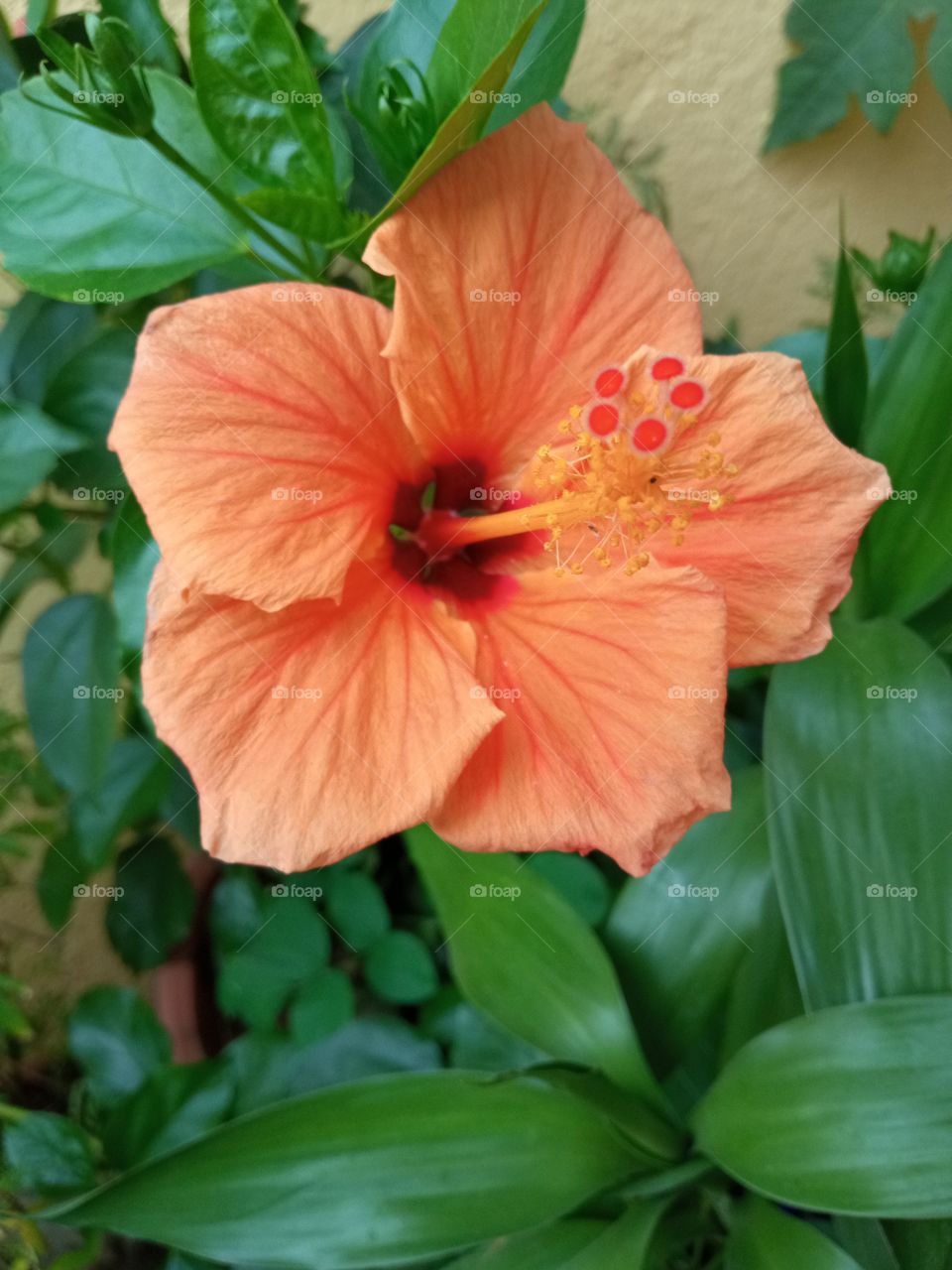 beautiful hibiscus🌺