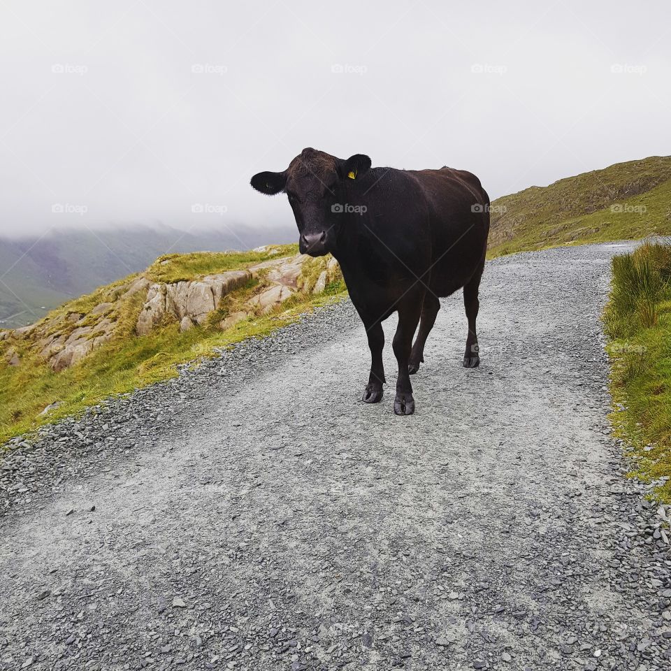 A cow in snowdonia