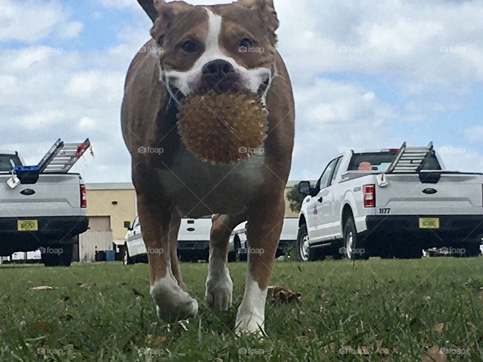 Rescue pitbull dog playing ball