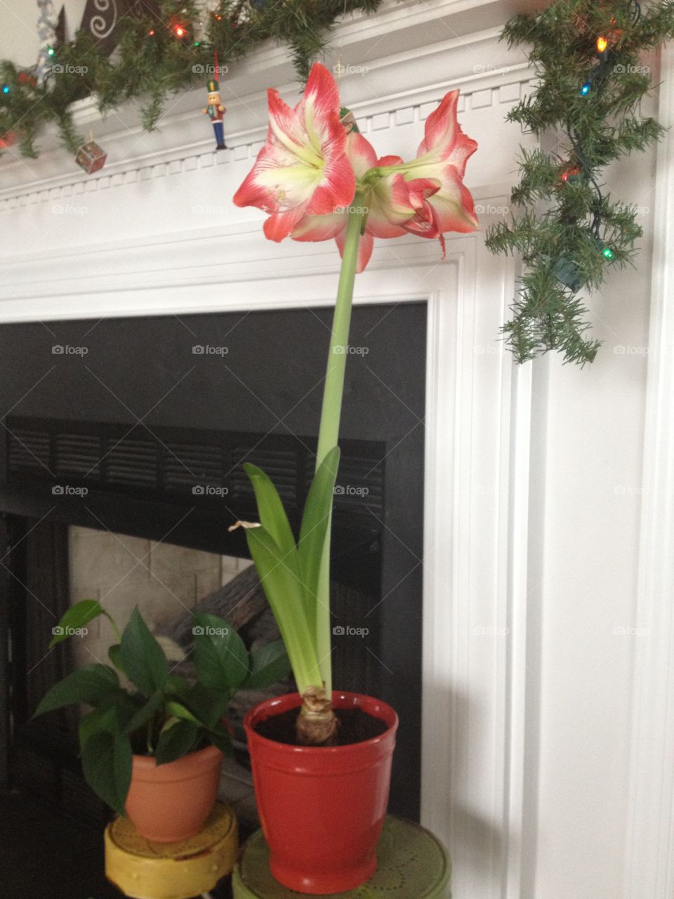 Amaryllis 