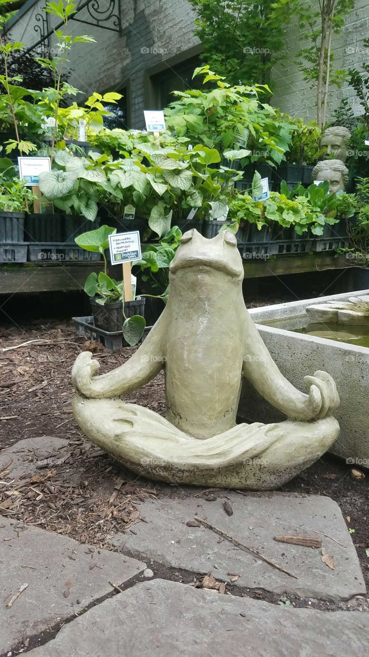 Meditationing  Frog Head Heads in the Garden