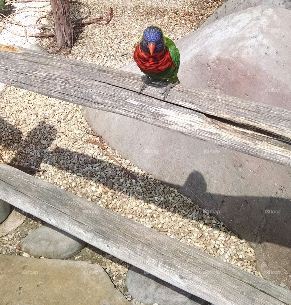Little Rainbow Birdie