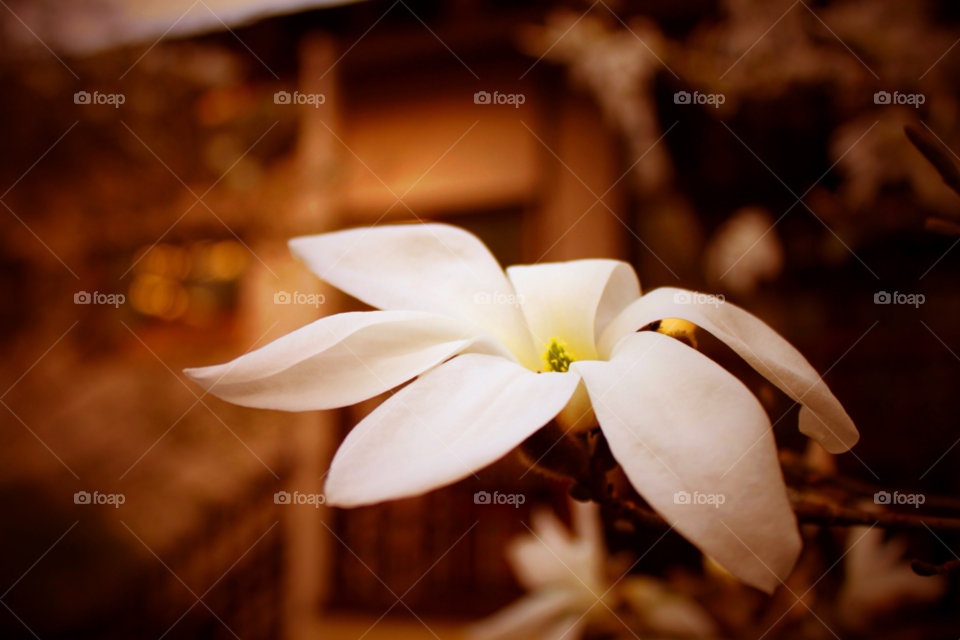 spring nature flower by sergio_from_ireland