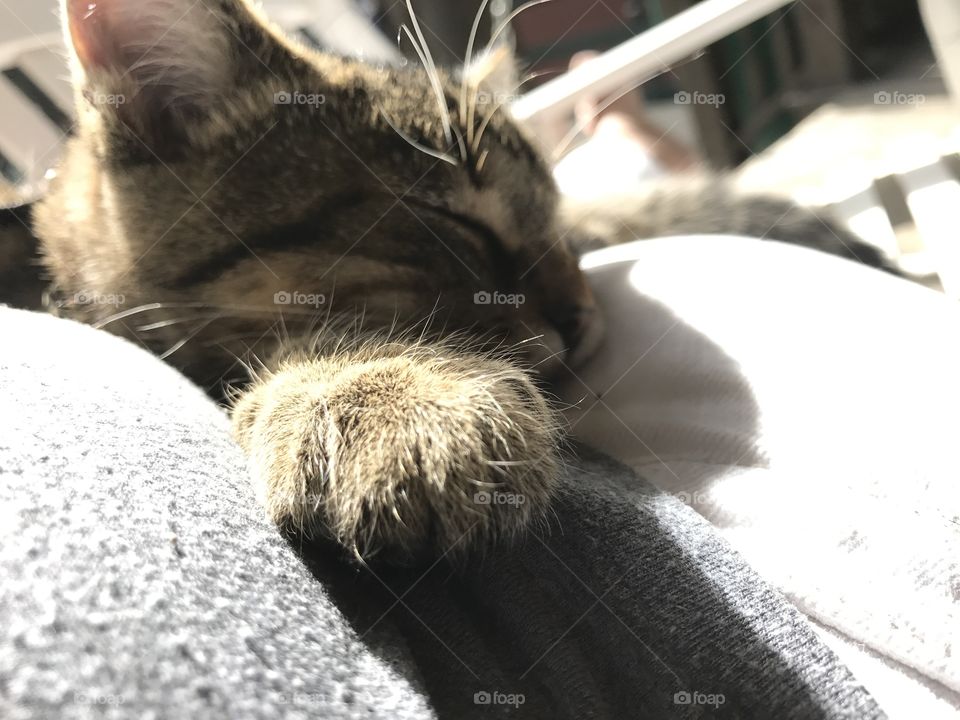 Sunny cat naps