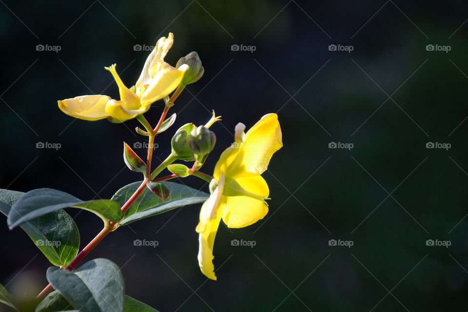 flower in the garden