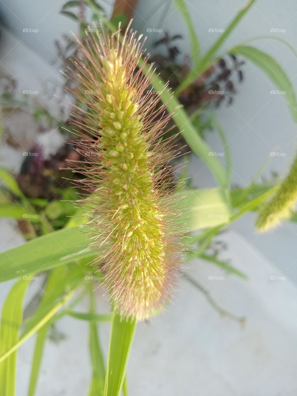 ravarma  Millet stalk, Close up, Blade of grass, Green
