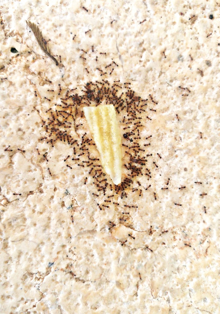 team wark pays off 💪 every ant apart can't lift this chips alone but togeter they did it!