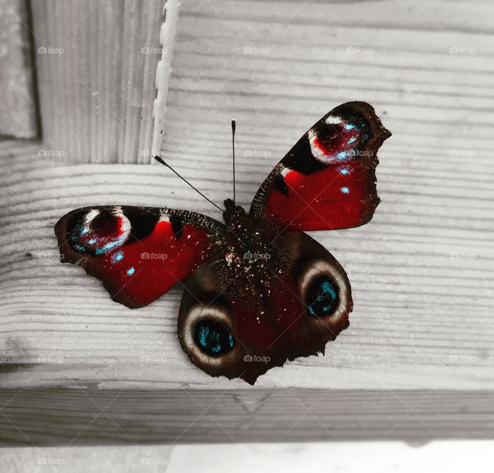 Butterfly against wood.