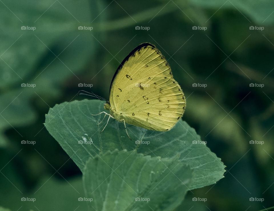 Butterfly photography  - backyard garden