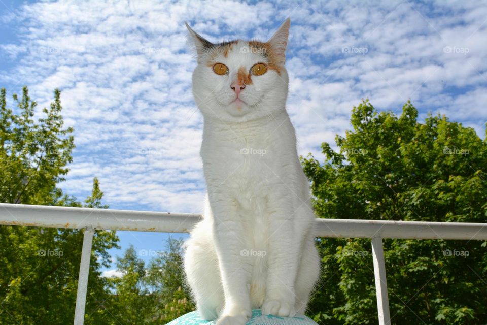 No Person, Outdoors, Cat, Nature, Portrait