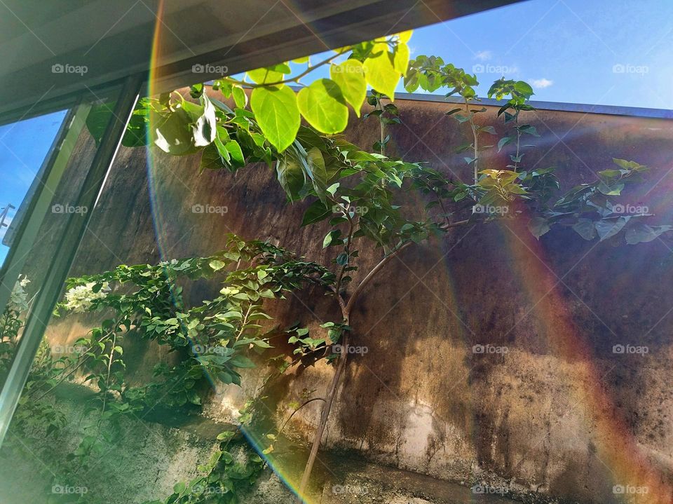 Observing the colorful reflection of sunlight through the ornate window with the spring plantation..