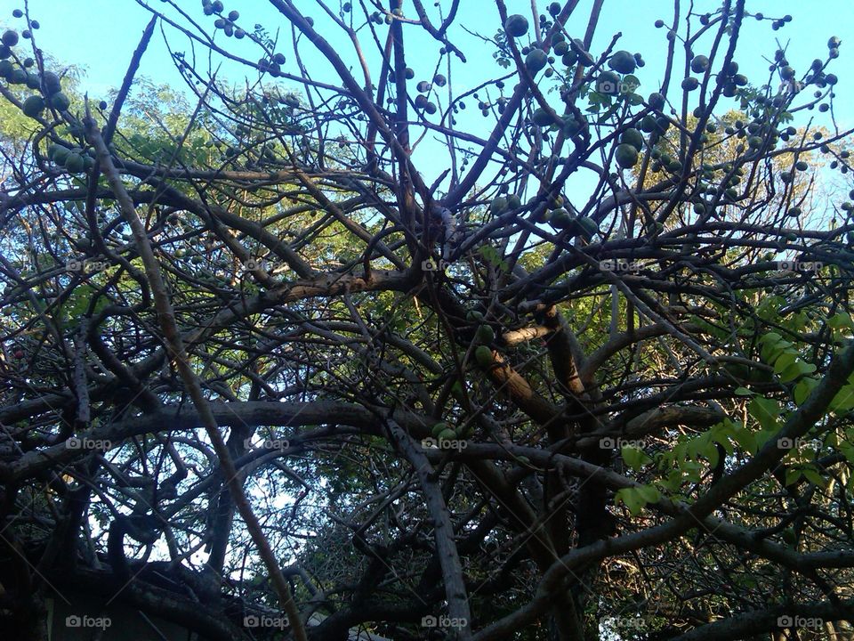 El Salvador fruit trees
