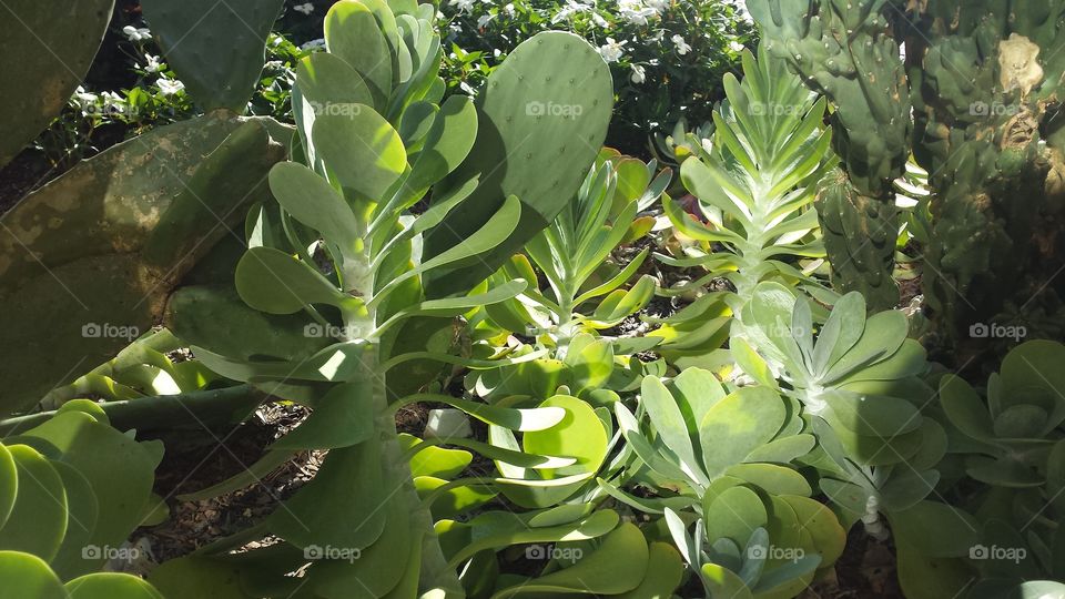 Succulents in Sunlight