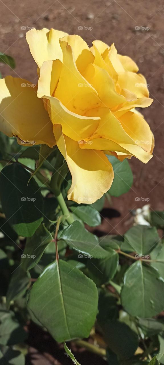 Rose yellow