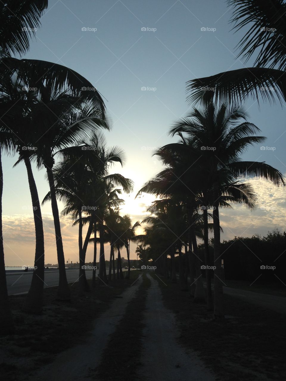 Palm tree path