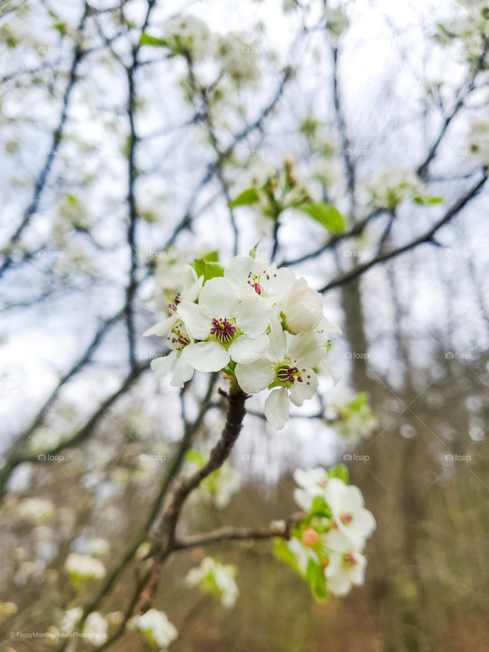 Cloudy background against beautiful white budding tree flowers