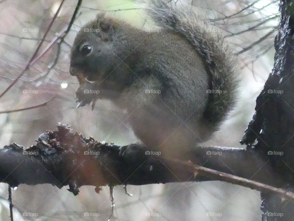 Squirrel 