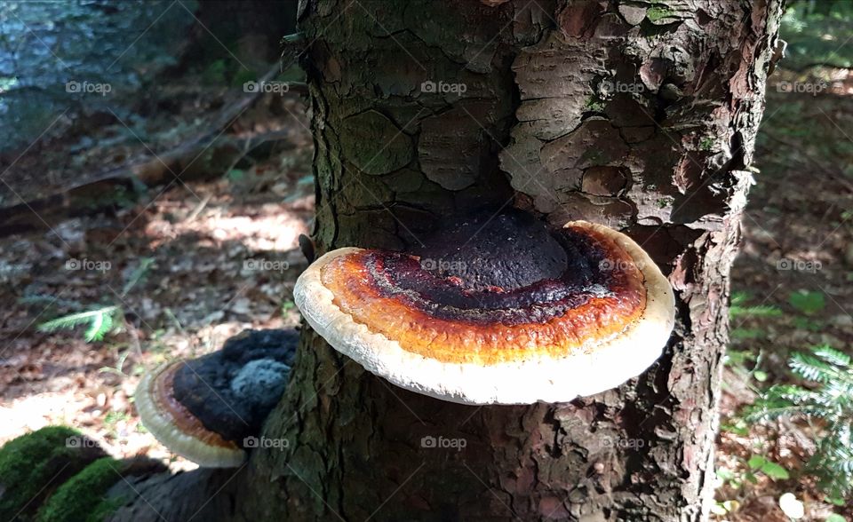 Mushrooms on the tree