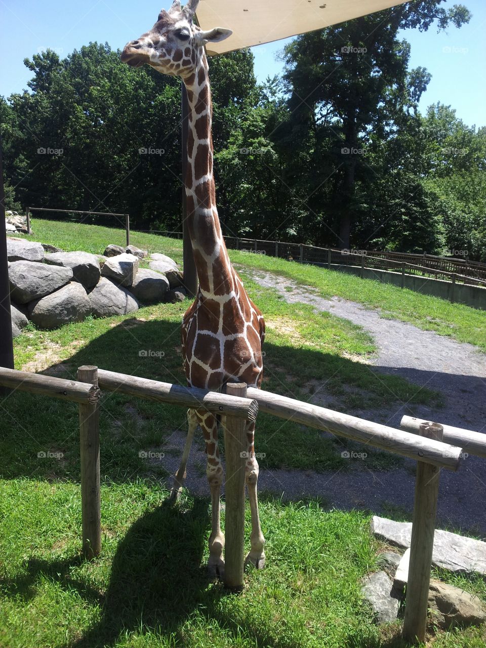 giraffe. went to the zoo
