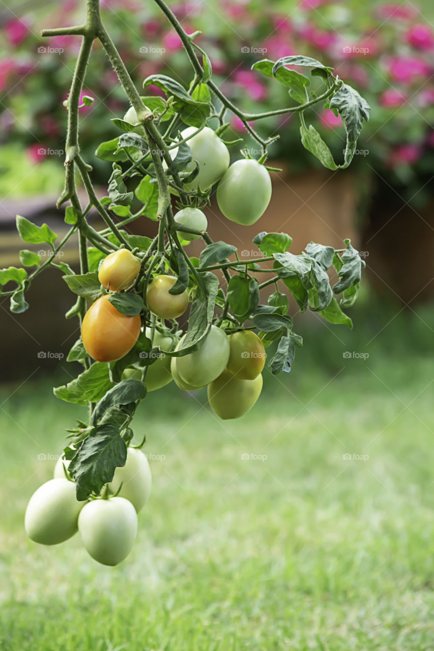 Tomato, many on the tree in the garden.