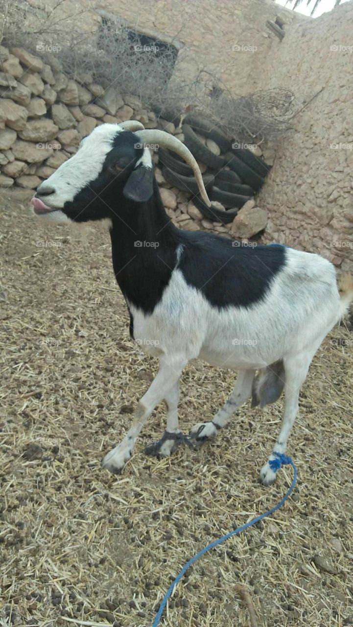 Beautiful goat.