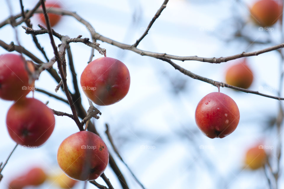 Autumn apples
