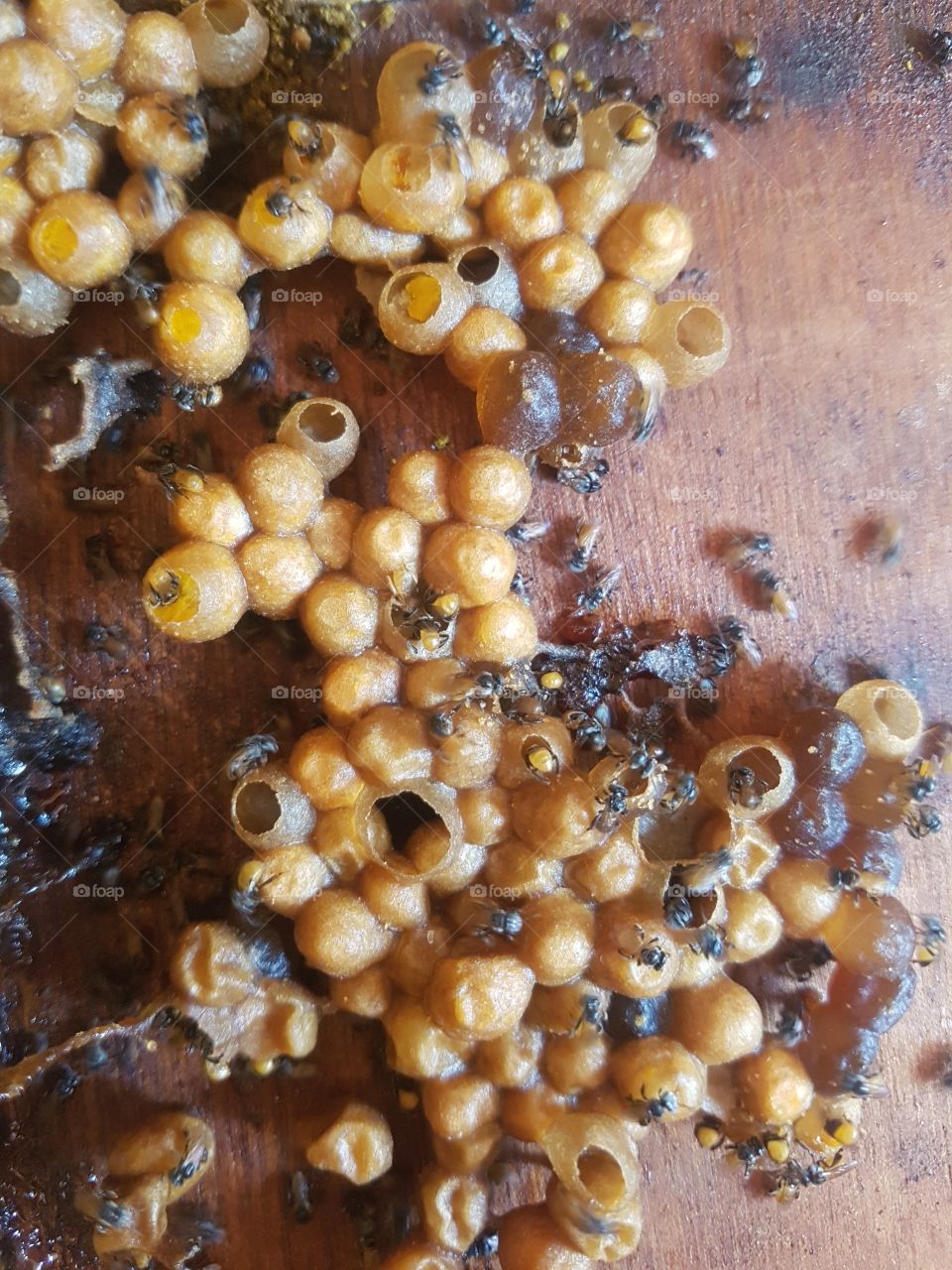 close of eggs inside bee hive nest