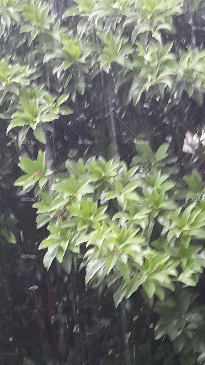 Close-up on leaves in rain