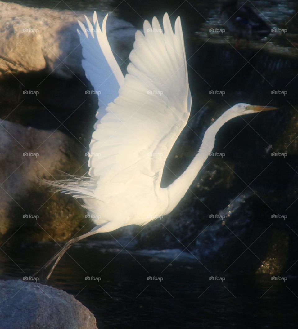 Great Egret Taking Flight