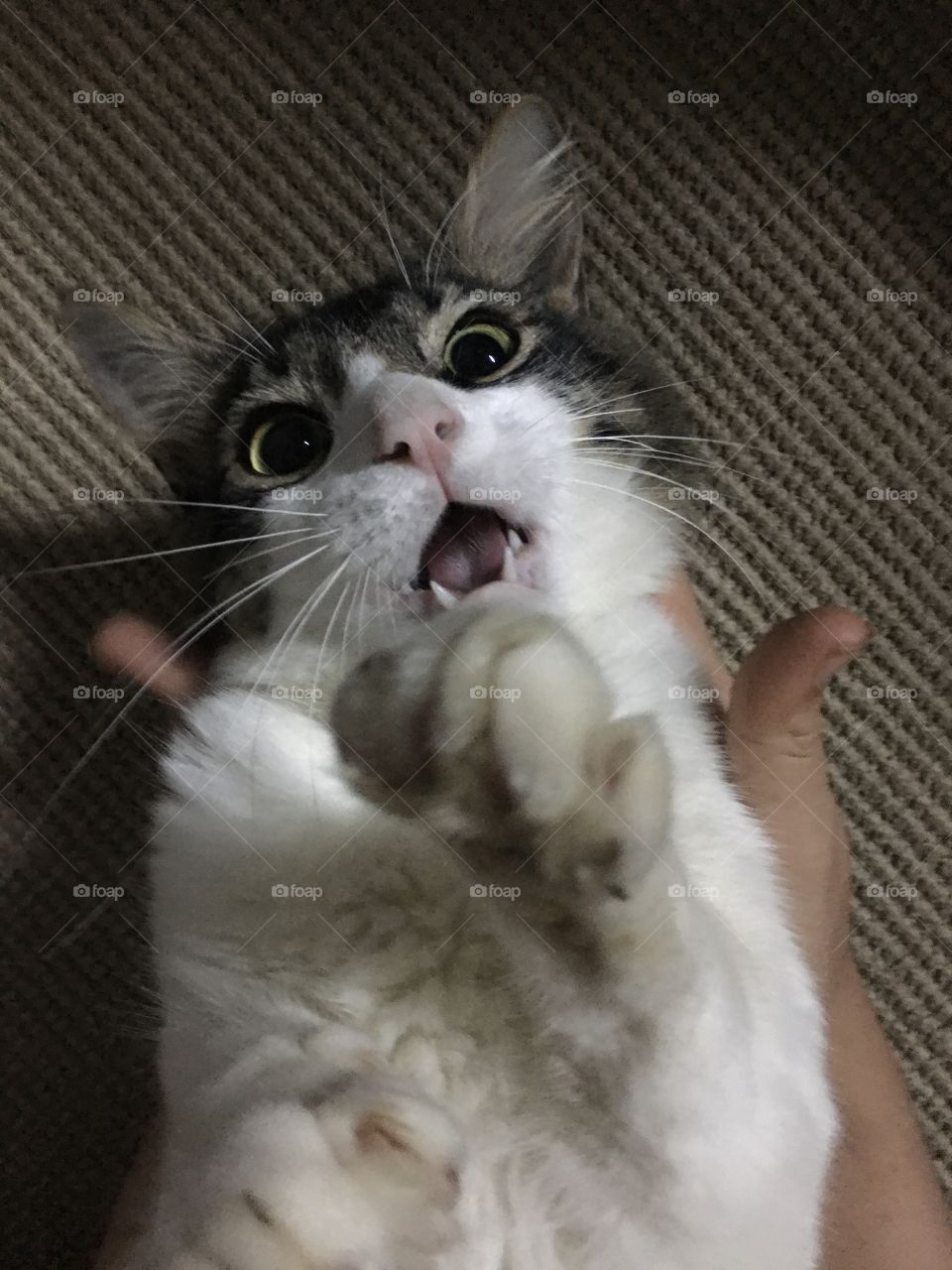 Funny cat