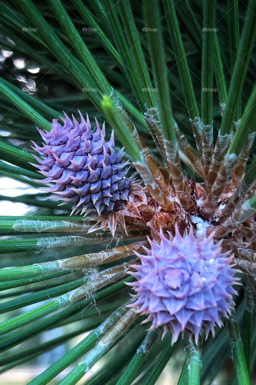 Purple Pinecone Babies