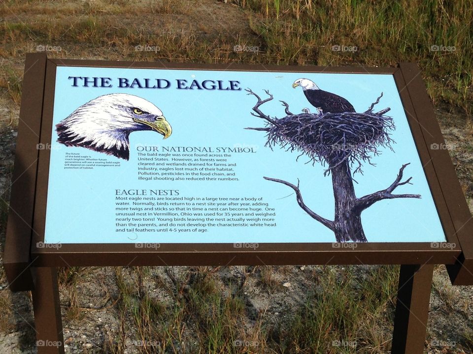The bald eagle informational educational sign