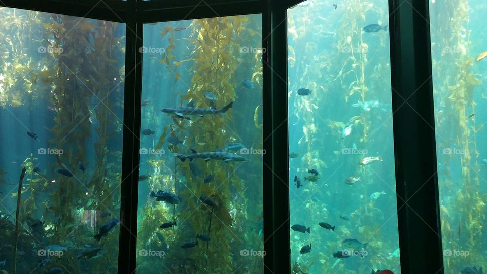 aquarium view